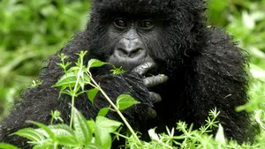 Gisela Allen, candidată UKIP, compară atracţia faţă de gorile cu homosexualitatea