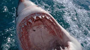 VIDEO. Scene demne de filmul „Fălci”: Un rechin uriaş s-a apropiat de barca unor pescari australieni