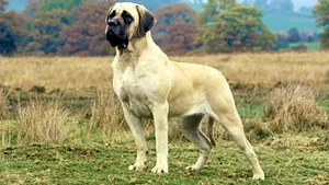 Tulcea: Două adolescente care plimbau doi Labradori au fost atacate de un câine din rasa Mastiff