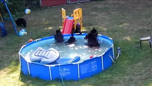 IMAGINI AMUZANTE: O ursoaică împreună cu puii se 