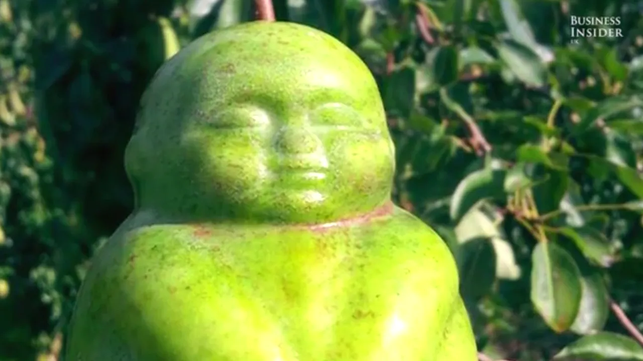 INEDIT | Dispozitivul care îţi permite să creşti pepeni în formă de inimă sau pere care îl imită pe Buddha - VIDEO