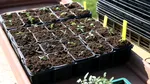 Această plantă înflorește chiar și atunci când se face frig. Cum să o îngrijești în sezonul rece