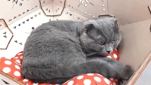 FOTO, REPORTAJ Grădiniţe, hoteluri şi cursuri de dresaj pentru animalele de companie la Pet Expo. Şi preţuri