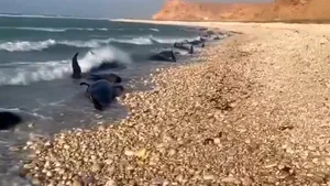 Imagini dezolante. Mai mult de 100 de delfini morţi au fost găsiţi pe coasta Somaliei