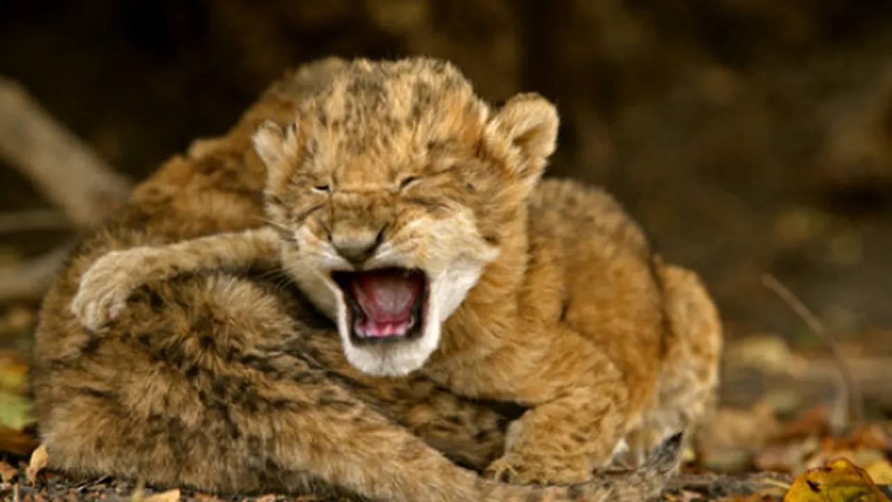 Animalele de la Zoo Gaza suferă de foame. Printre cuşti s-au refugiat mai mulţi palestinieni