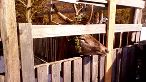 Cerb cu sârme în coarne, ţinut captiv la o pensiune din Moeciu. Poliţie: Animalul venea singur în ţarc, după hrană - FOTO