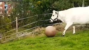IMAGINILE ZILEI: O vacă se joacă cu o minge de pilates