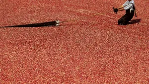 MEDIAFAX ZOOM: Recolta - GALERIE FOTO