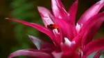 O nouă specie de broască „derutantă” a fost descoperită în Ecuador. De ce îi intrigă pe cercetători