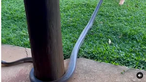 Un tată îşi îndeamnă copilul în vârstă de doi ani să se joace cu un şarpe lung de trei metri. Reacţia băiatului, într-un video viral