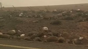 Numărul animalelor ucise în incendiile din Australia a ajuns la 1 miliard: Cadavre de canguri şi urşi koala, filmate pe o şosea. VIDEO 