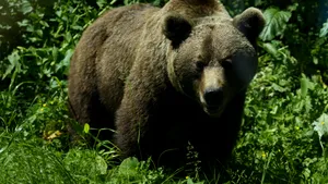 Un urs a fost semnalat într-o localitate din Maramureș. Autoritățile au emis mesaj RO-Alert