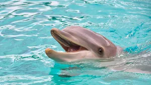 Studii suprinzătoare: Majoritatea delfinilor sunt de fapt dreptaci. Ce au descoperit cercetătorii