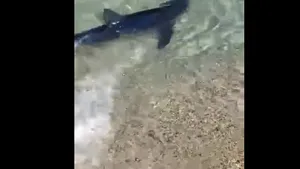 Imagini neobişnuite. Un rechin a ajuns la câţiva metri de ţărm, în Italia