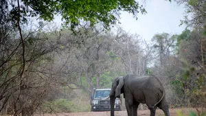 VIDEO | Imagini de necrezut: Momentul în care un elefant de 7 tone „îmbrăţişează” maşina unui turist