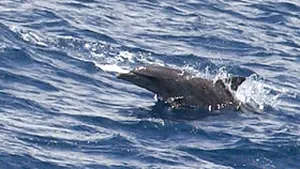 Un delfin care şi-a pierdut coada înoată cu ajutorul unei proteze