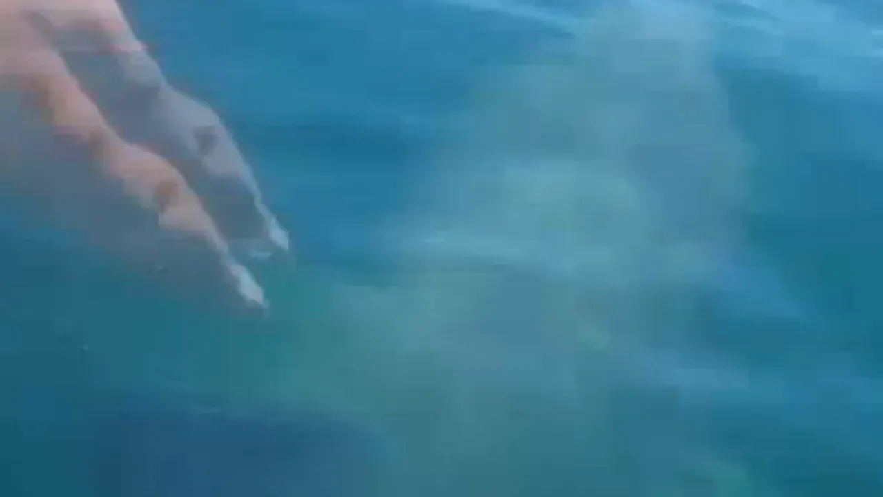 Un nou sport extrem? Un pescar a înotat pe spatele unui rechin - VIDEO