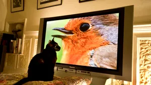 Pisicile vor avea propria lor platformă TV. Ce videoclipuri vor putea urmări patrupedele