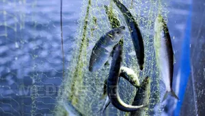 ADN extras din spermă de hering, folosit pentru a produce materiale ignifuge