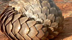 Ce este pangolinul, unde trăieşte şi cu ce se hrăneşte / Mamiferul, puţin studiat, este al treilea cel mai braconat animal din lume