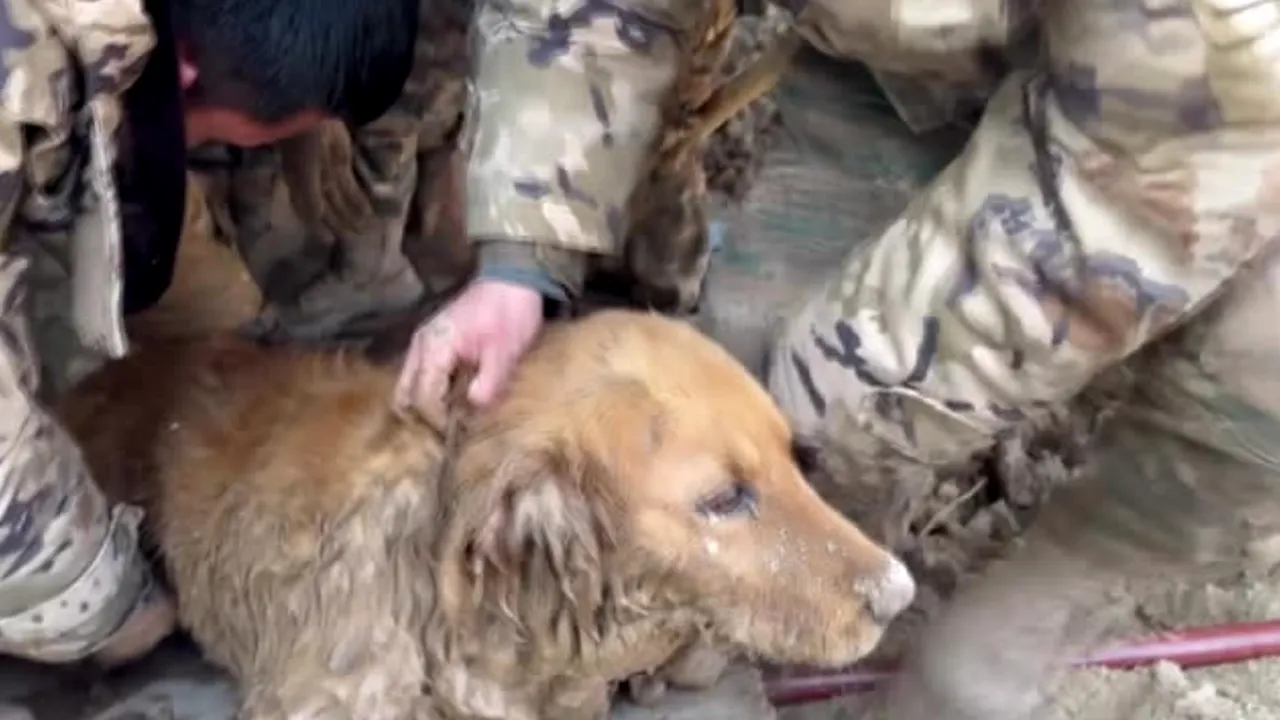 Un câine golden retriever a supravieţuit 30 de ore sub moloz după cutremurul din China