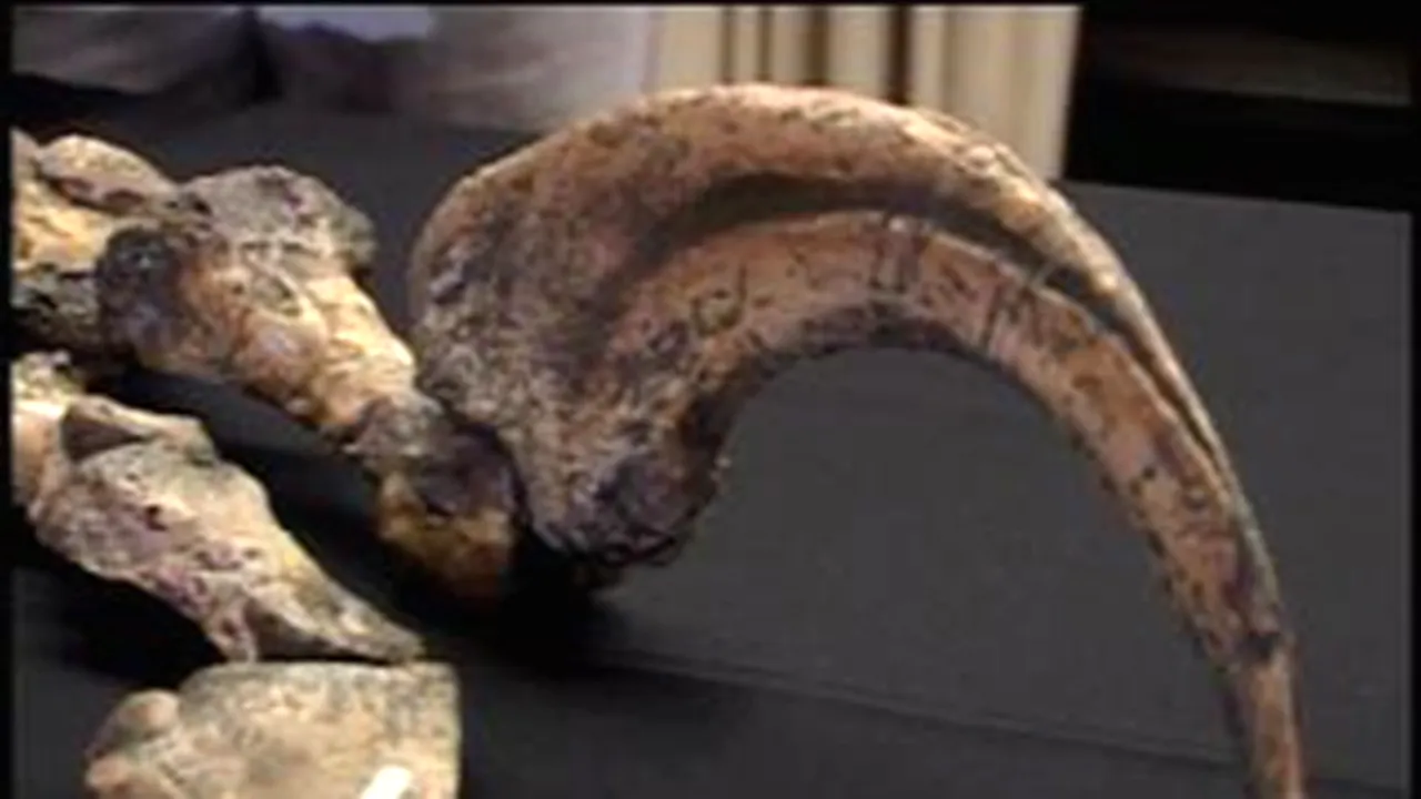 Fosila unui dinozaur necunoscut, descoperită în Patagonia