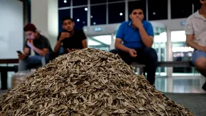 Pedeapsa primită de trei arădeni, după ce au fost prinşi mâncând seminţe şi scuipând cojile în locuri publice 