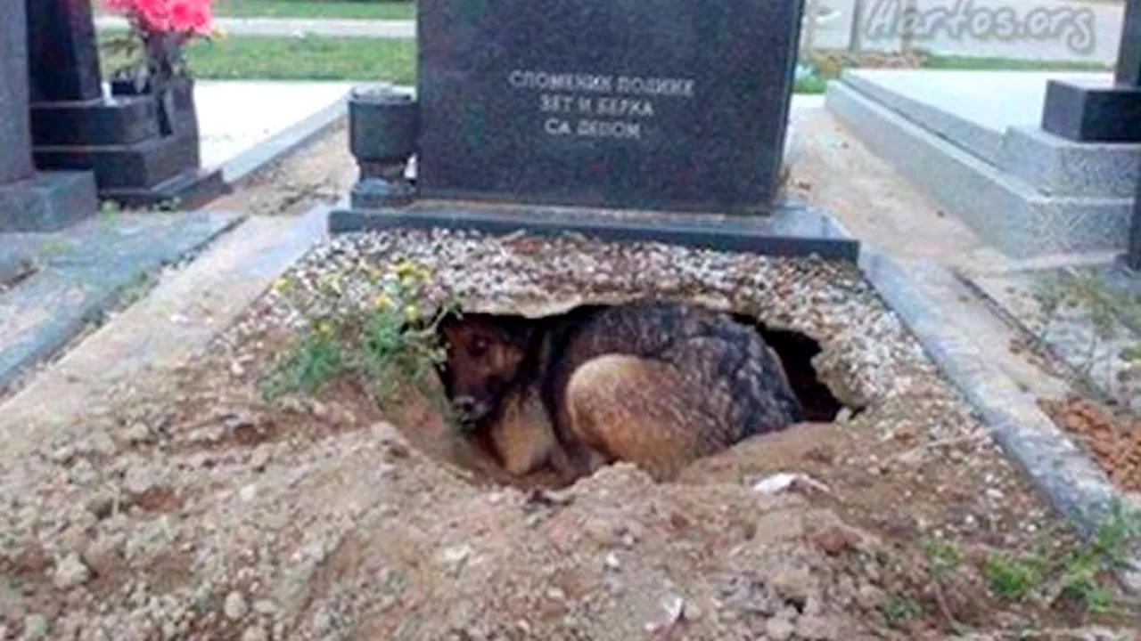 Câinele care trăia sub o piatră funerară nu-şi plângea stăpânul. Animalul păzea un „secret” | GALERIE FOTO