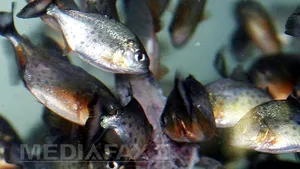 Atac al peştilor piranha în Argentina: Şaizeci de persoane au fost muşcate