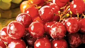 Extractul din seminţe de struguri roşii previne îmbătrânirea precoce