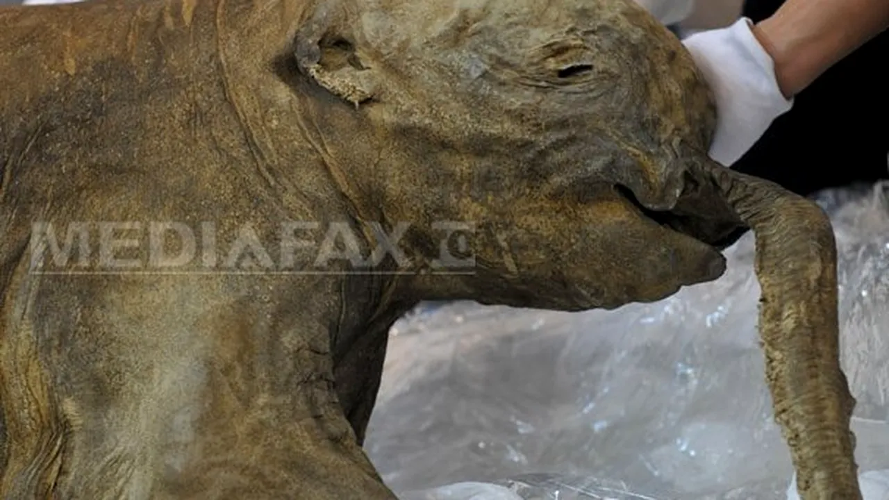 Cel mai mic mamut din lume a trăit în insula Creta. Ce înălţime avea animalul preistoric