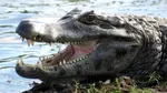 Descoperire uluitoare în Italia: anaconde de 5 metri și un caiman, ascunse într-un bloc de locuințe. Proprietarul, de negăsit