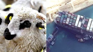 Zeci de mii de oi ar putea muri de foame şi de sete. Animalele se află pe vapoare româneşti blocate în Suez