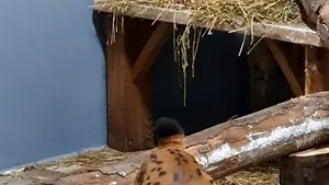 Galerie Foto. Două femele de râs carpatin au fost livrate către Zoo Braşov. Exemplarele provin din Ungaria