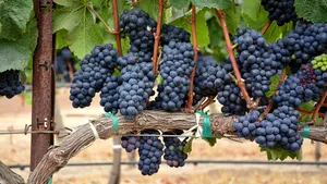Protecția preventivă a viilor consolidează competitivitatea viticultorilor europeni