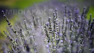 Remediu împotriva anxietăţii: Suplimentele cu lavandă