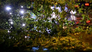 Copaci căzuţi şi cabluri rupte, după furtuna de joi noapte din Bucureşti