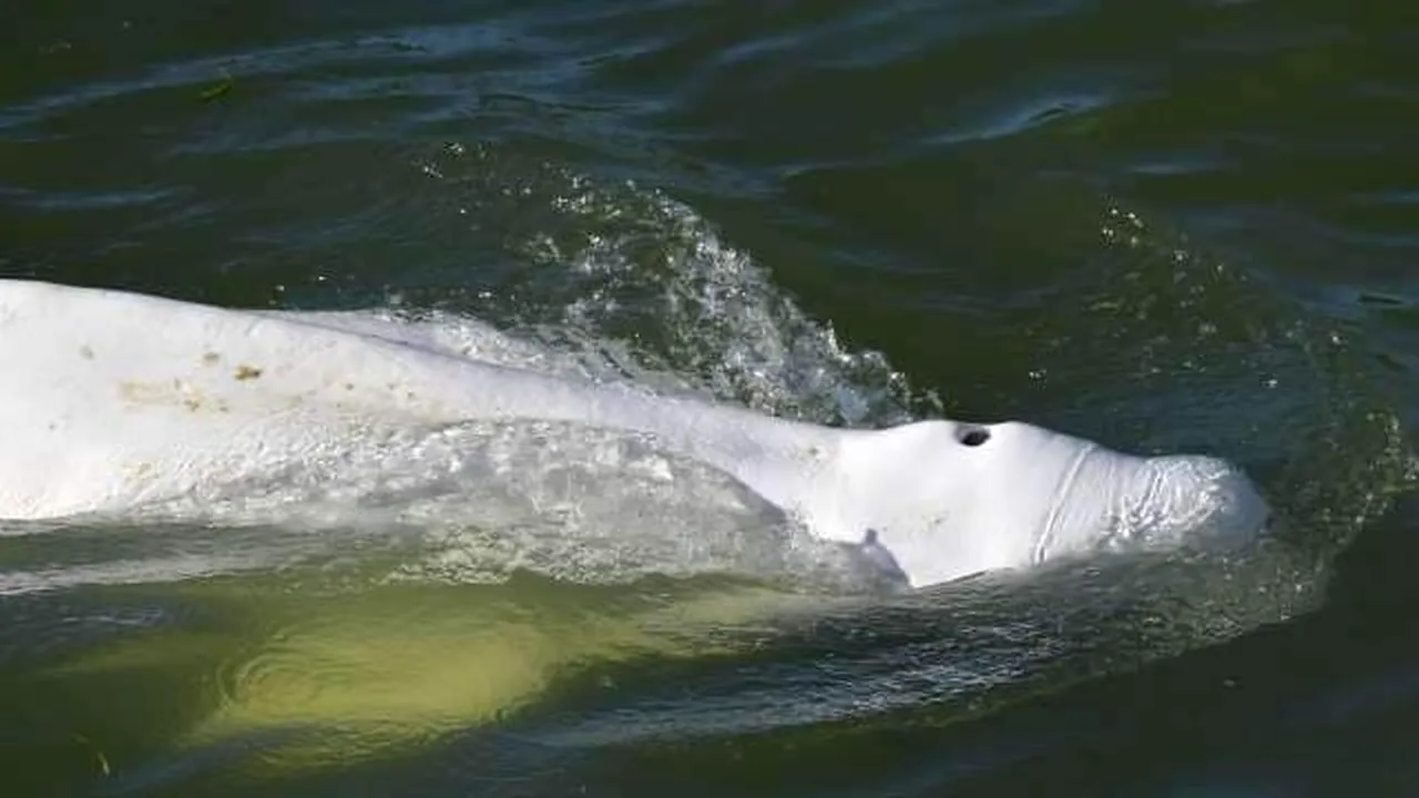 Balena beluga a fost scoasă din Sena, dar a murit în timpul misiunii de salvare