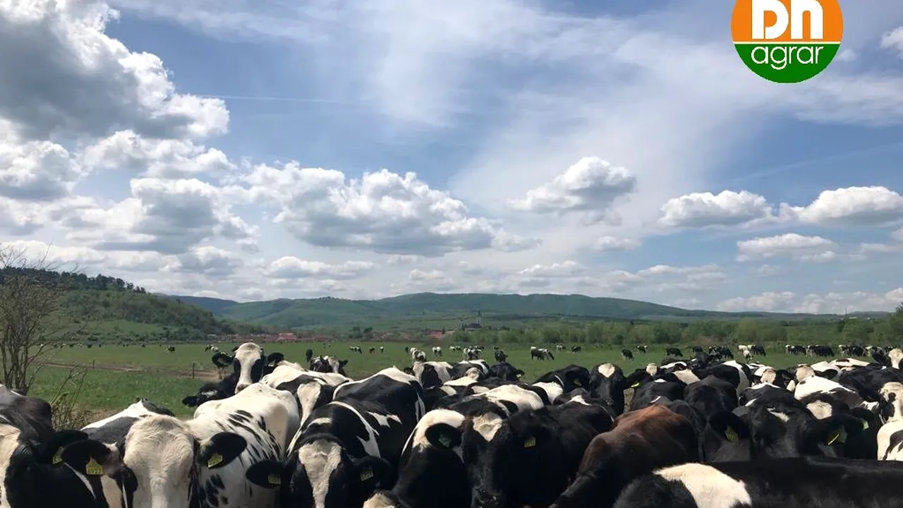 Prețurile laptelui ar putea exploda în viitor, iar cauza e căldura extremă
