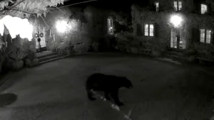 Pericol în preajma locuinţei ducilor de Sussex: prinţul Harry şi Meghan Markle au fost avertizaţi. Ursul, filmat înainte de atac