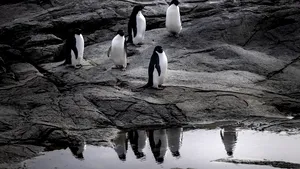 Studiu. Pinguinii nu se împerechează, de fapt, pe viaţă