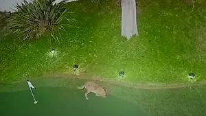 VIDEO. Un coiot pasionat de golf. Proprietarul casei nici nu visa ce se petrece în curte, în timpul nopţii