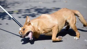 Un eurodeputat italian critică legea din România privind maidanezii, adresându-se Comisiei Europene: 