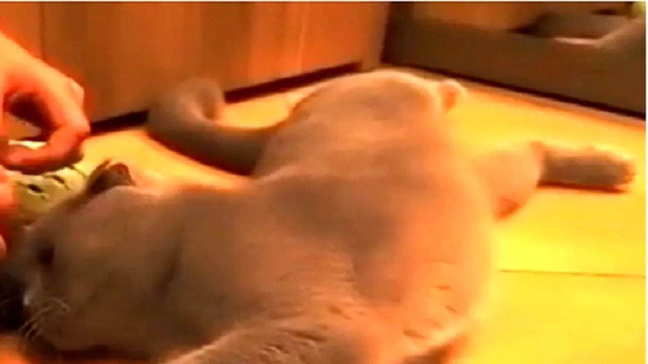 VIDEOCLIP AMUZANT: Un motan şi-a găsit ca partener perfect de scărpinat animalul la care nu s-ar fi gândit nimeni
