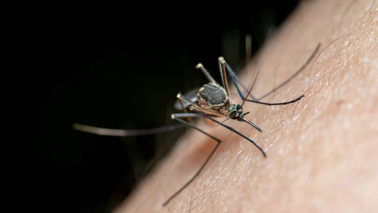 Alertă în Italia: cazurile de West Nile au crescut cu 60% într-o săptămână. Șapte oameni au murit