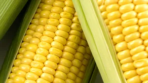 Academia de Ştiinţe Agricole: Plantele modificate genetic nu prezintă riscuri pentru sănătate