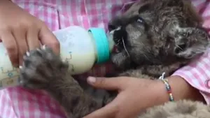 Ce are în comun pandemia cu doi pui de pumă din Mexic? Imaginile i-au înduioşat pe mulţi. VIDEO