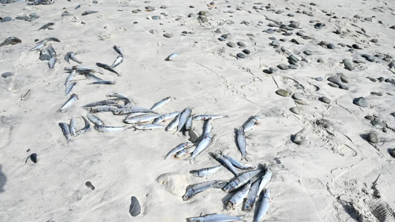 Bancuri de sardine moarte în Africa de Sud. Cauza posibilă: Herpes. Ce înseamnă asta pentru iubitorii de conserve?