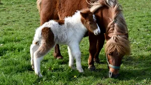 Poneii care fac bine fără să știe. Cum ajută o turmă de animale serviciile medicale de urgență dintr-o comunitate