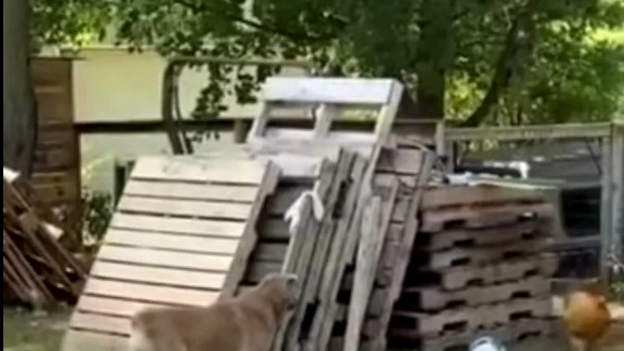 VIDEO Prietenie fără graniţe. O găină şi un câine se joacă de-a prinselea